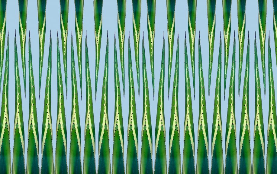 Agave-03