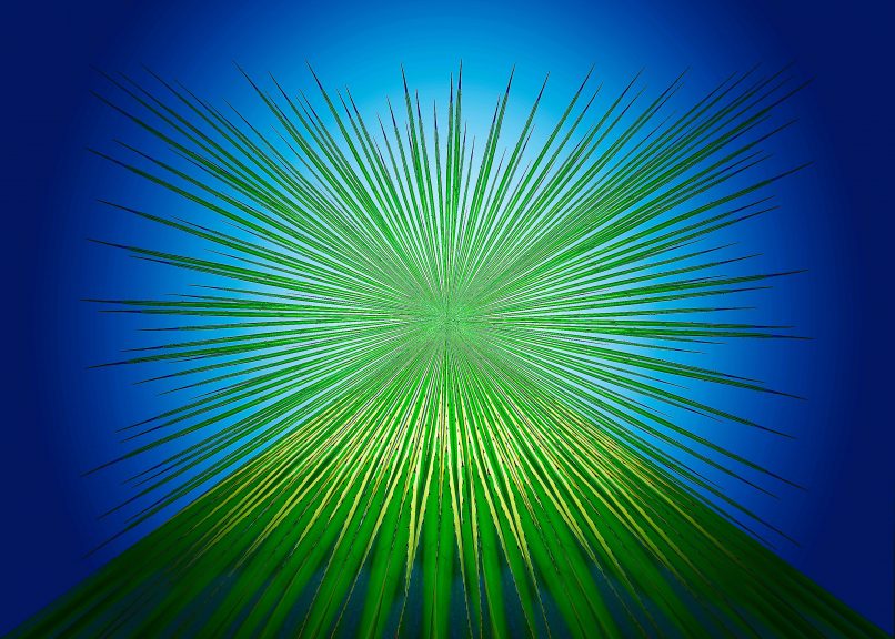 Agave-12