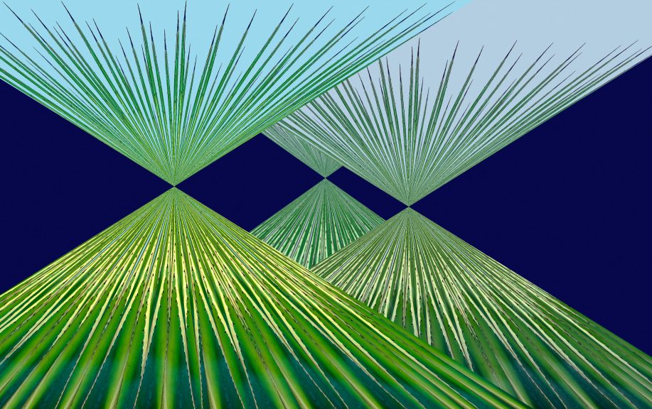 Agave-15