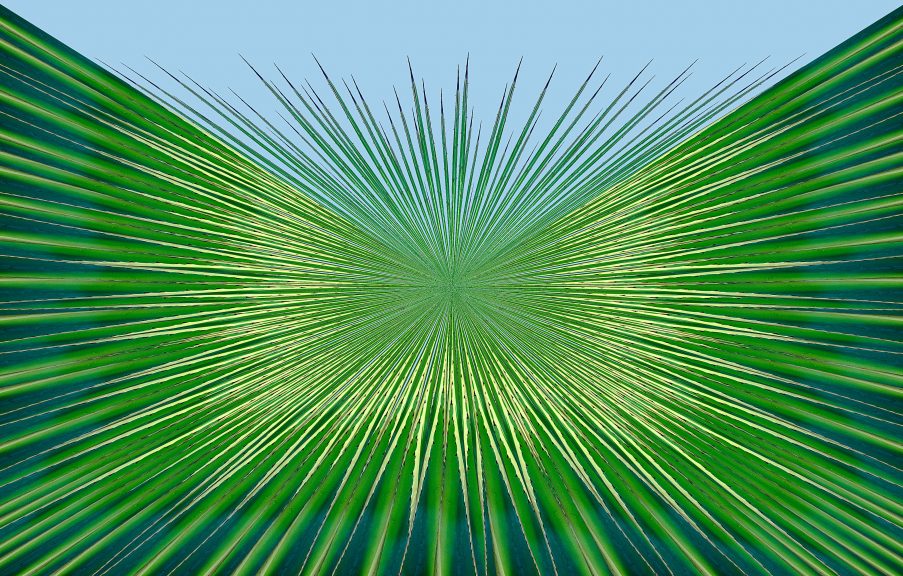 Agave-18