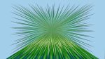 Agave-20