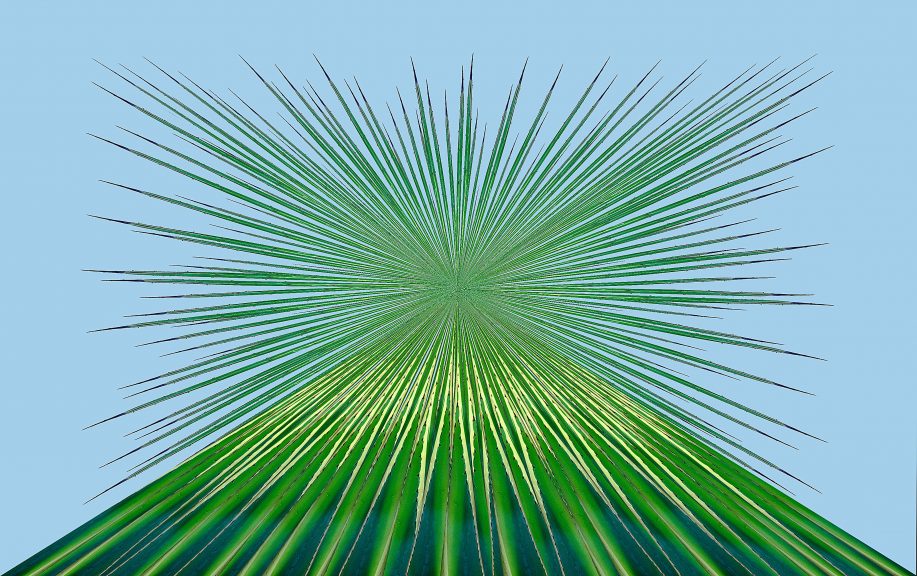 Agave-20
