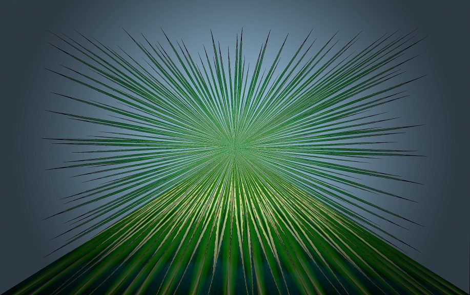 Agave-22