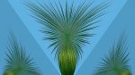 Agave-23