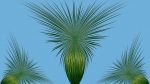 Agave-24