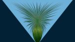 Agave-25