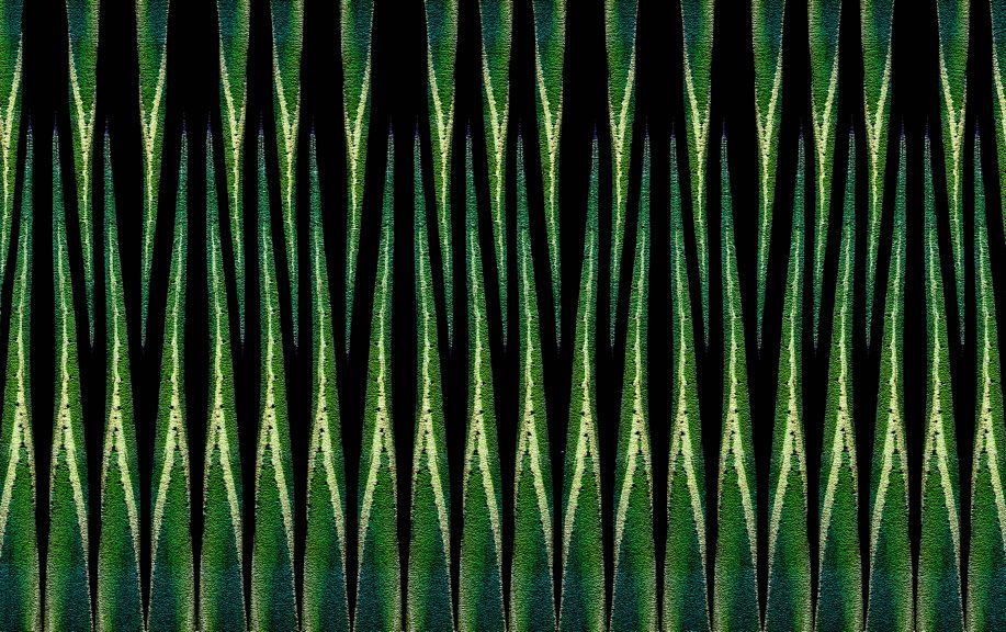 Agave-29