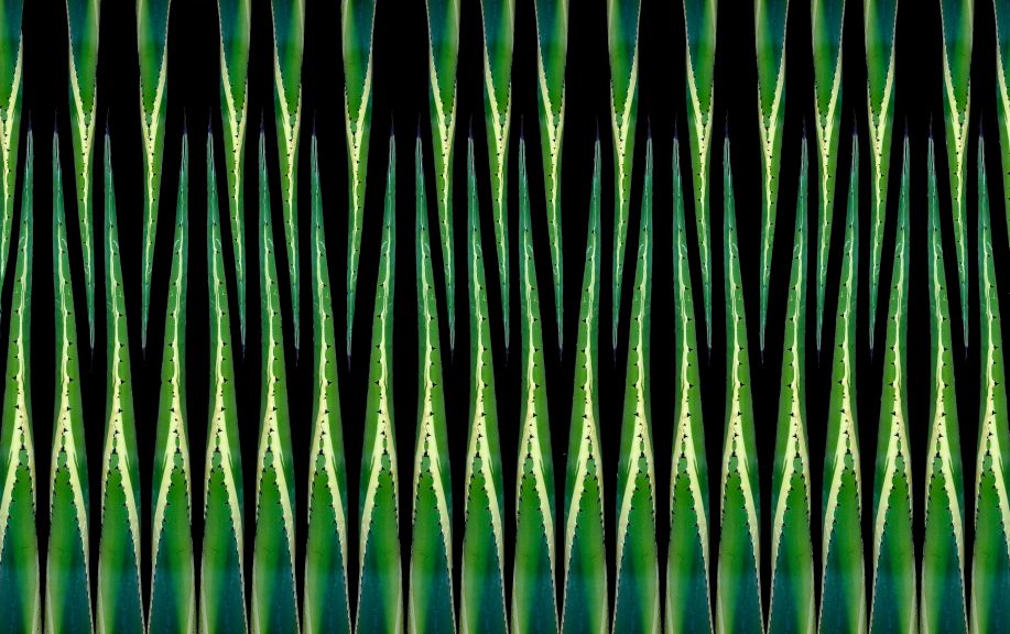 Agave-32