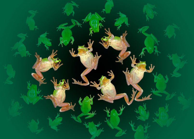 Frosch-Tanz