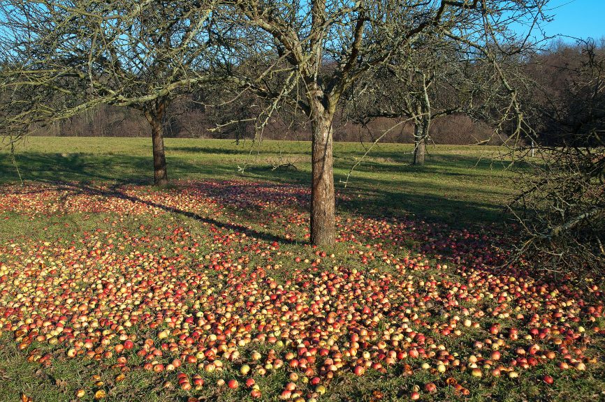 Apfelbaum