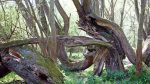 Baum-Friedhof-01