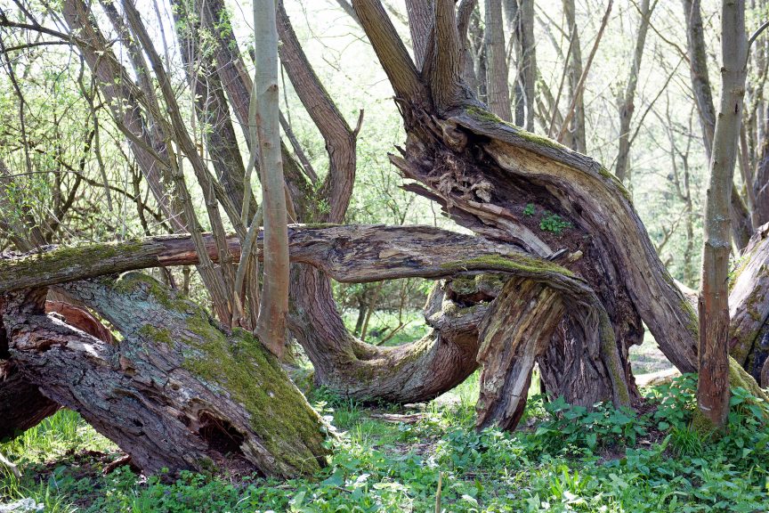 Baum-Friedhof-01