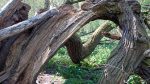 Baum-Friedhof-02