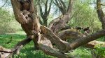 Baum-Friedhof-03