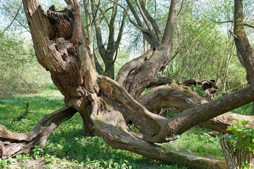 Baum-Friedhof-03