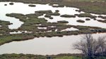 Etang de Bages-01