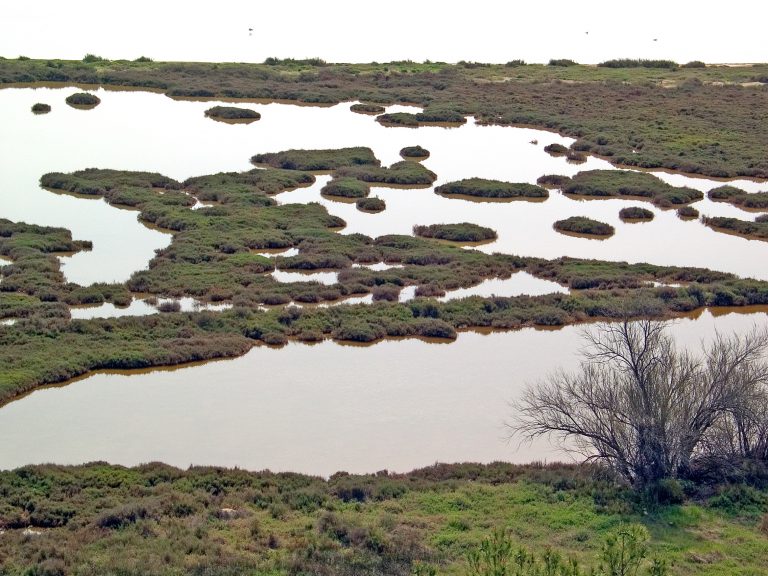 Etang de Bages-01