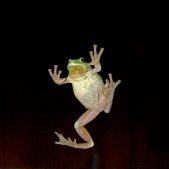 Frosch