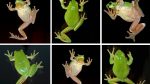 Frosch-Kombi