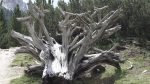 Holztod