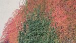 Herbstfarben