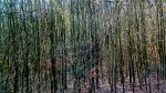 Wald-01