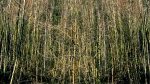 Wald-02
