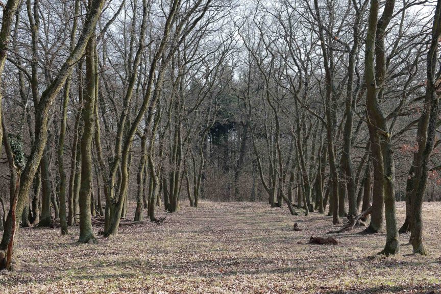 Wald-03
