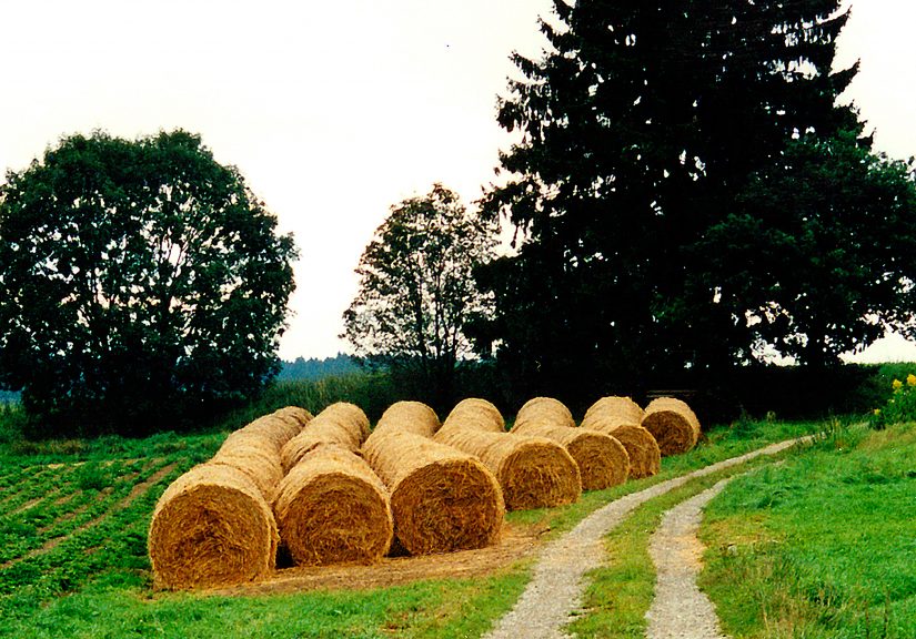 Neue Ordnung