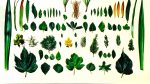 Blatt-Art