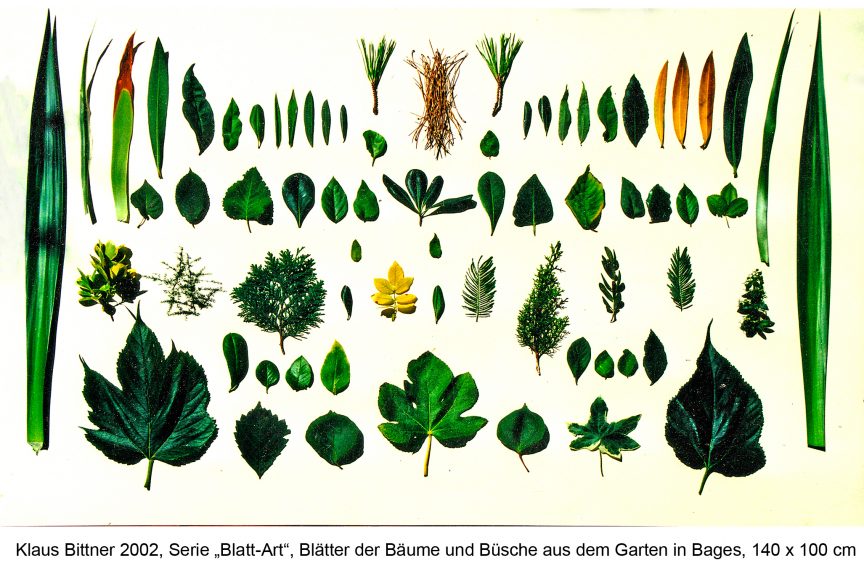 Blatt-Art