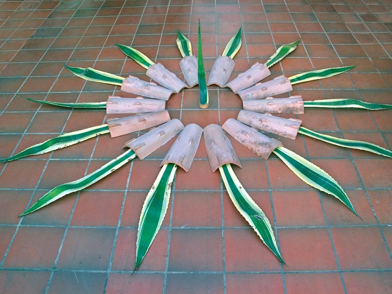 Agave
