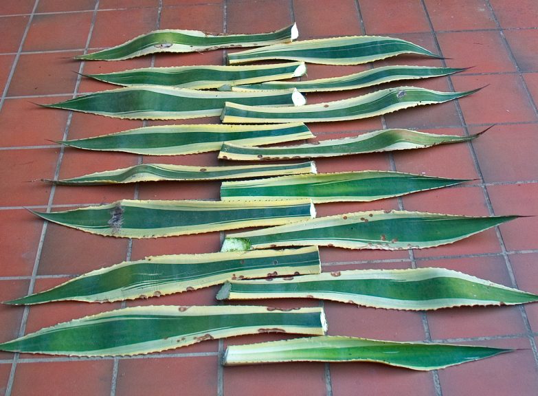 Agave