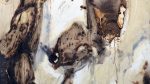 Afrika-Tiere