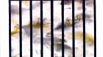 hinter Gittern-04