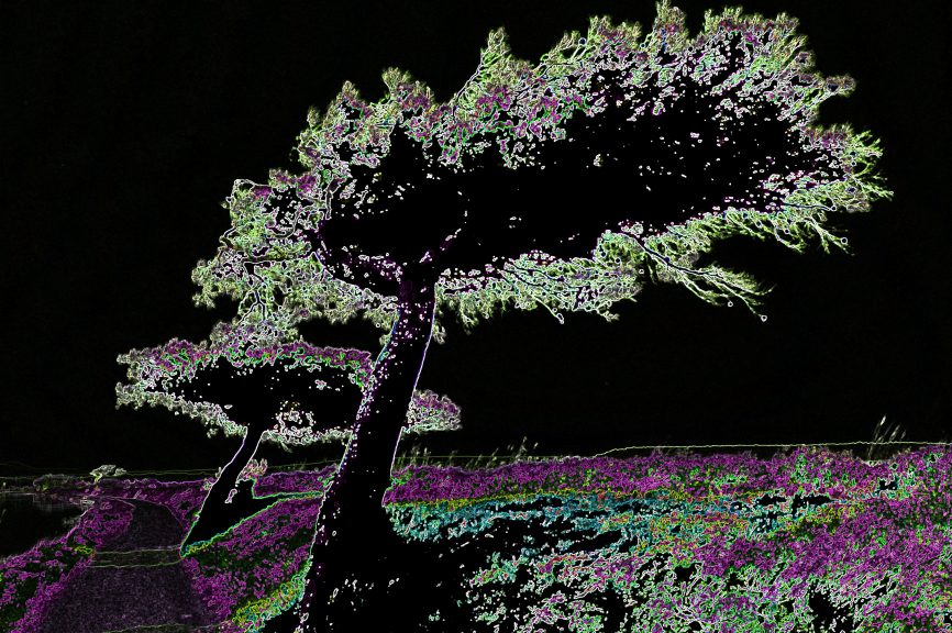 Baum-01