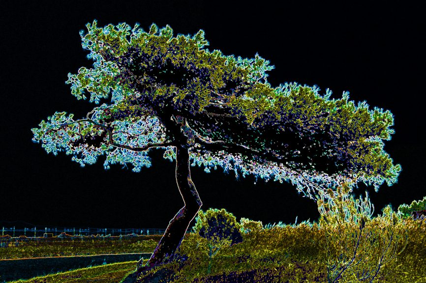 Baum-02