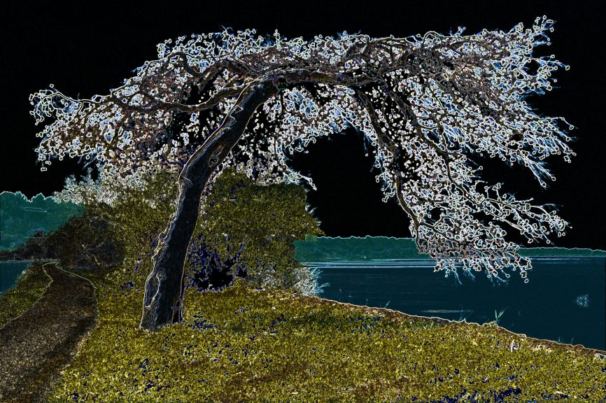 Baum-03