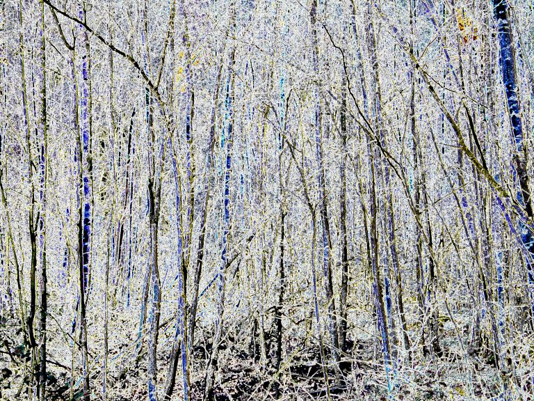 Baum-04