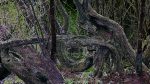 Baum-05