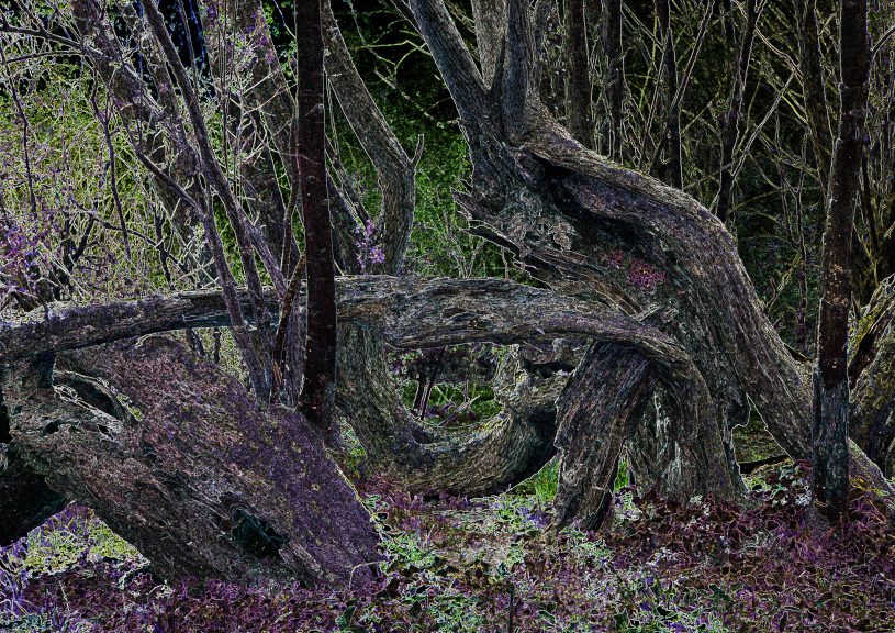 Baum-05