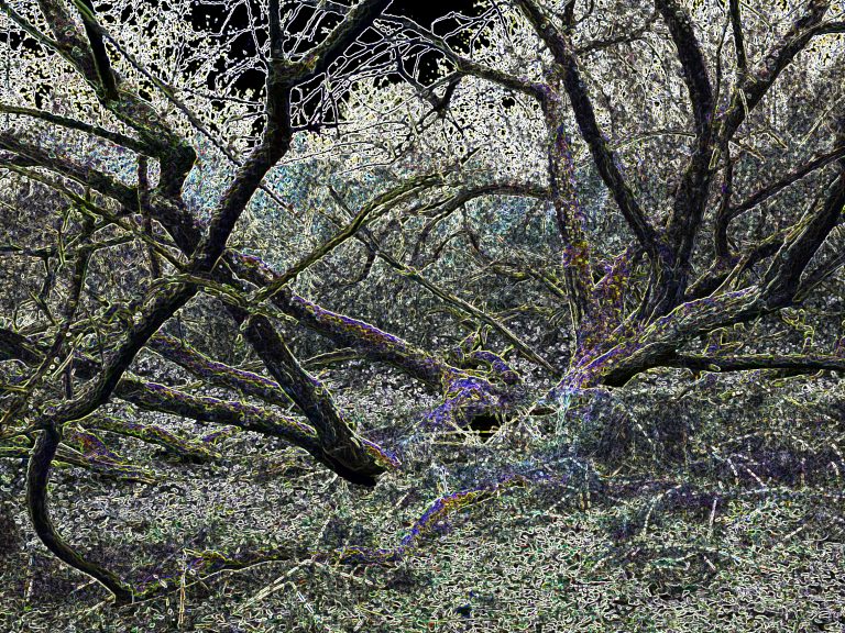 Baum-06