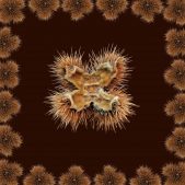 Flora-03