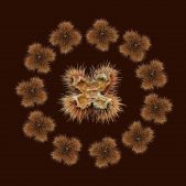 Flora-06