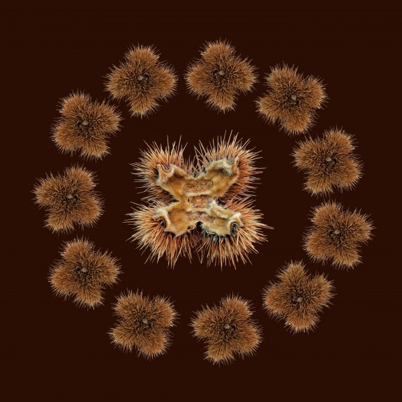 Flora-06
