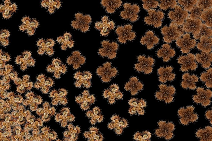 Flora-08