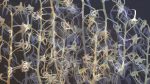 Flora-13
