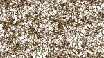 Kirsch-10