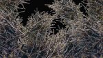 Gestruepp-18