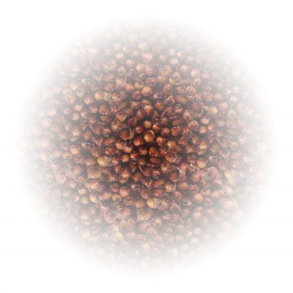 Kirschkerne-04